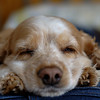 is riley the cutest dog or what?  she cracks me up how she gets in between your legs or on your body to get comfy. today in particular she found my bottom to be particularly cushy. i seem to store excess fat from the winter there!