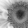 'what lies behind us and what lies ahead of us are tiny matters compared to what lies within us."  EMERSON

happy anniversary dear.  thanks for the beautiful flowers, a wonderful life in colorado, our beautiful sons and riley sue.
love,
mb
more levels and curves photos: HERE