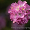 more from my botanic gardens escapade this weekend.  i am starting to like some of these more and more as i look at them.  sure wish i had the class to actually learn something about taking macro floral pics.  but it was fun playing around.