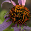 i just love this flower.  it speaks to me.
